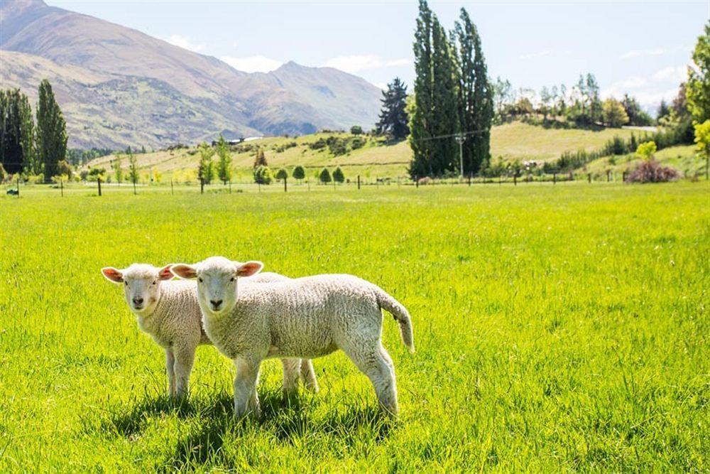 Alpine View * Wanaka
