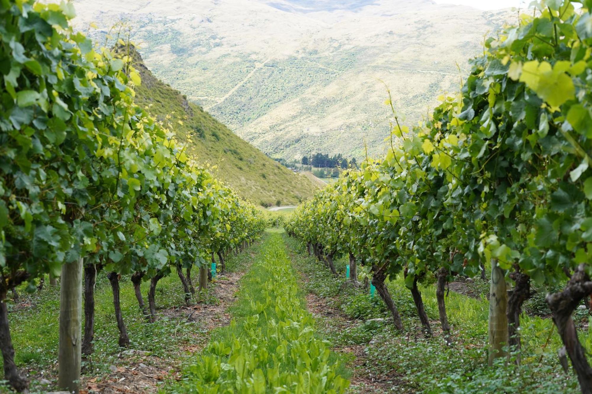 Mt Rosa Boutique Vineyard Wanaka