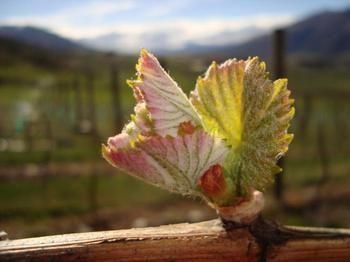 Mt Rosa Boutique Vineyard 5*