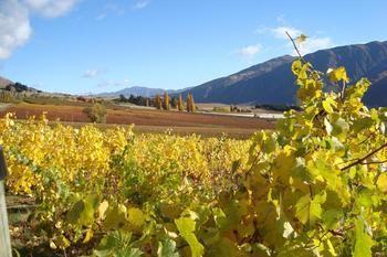 Mt Rosa Boutique Vineyard Bed & Breakfast